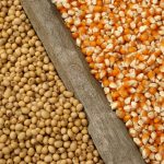 Soybean Export Inspections Climb While Corn and Wheat Decline — Lisbon Community news