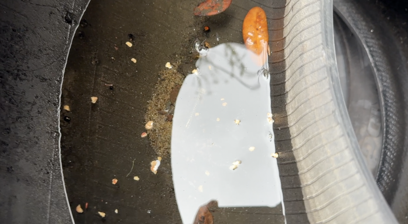 Dengue response: What Tampa Bay 28 found at a West Tampa tire shop — WFTS ABC Action News Tampa, Lisbon Real Estate news